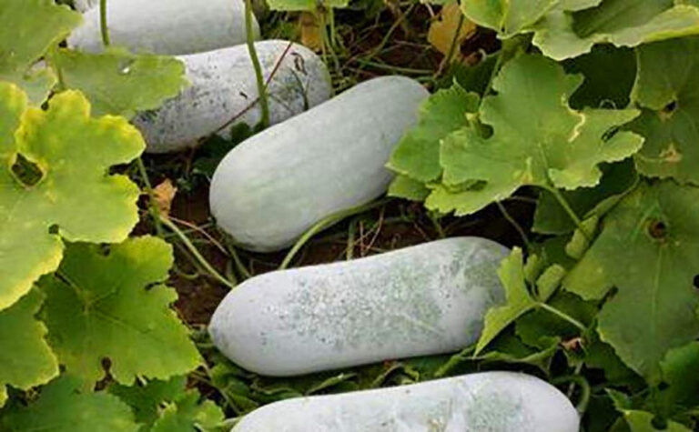 Hybrid Ash Gourd Seeds